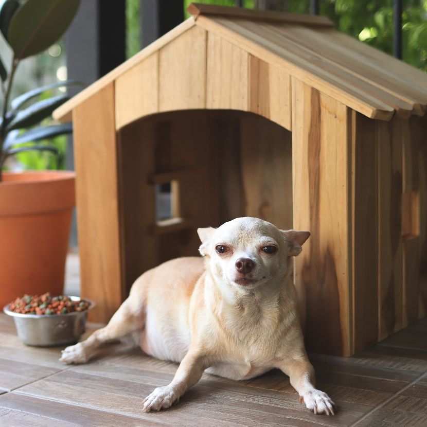 Cama exterior para cães